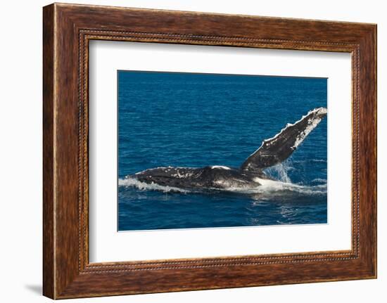 Humpback Whale (Megaptera Novaeangliae) in Harvey Bay, Queensland, Australia, Pacific-Michael Runkel-Framed Photographic Print