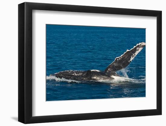 Humpback Whale (Megaptera Novaeangliae) in Harvey Bay, Queensland, Australia, Pacific-Michael Runkel-Framed Photographic Print