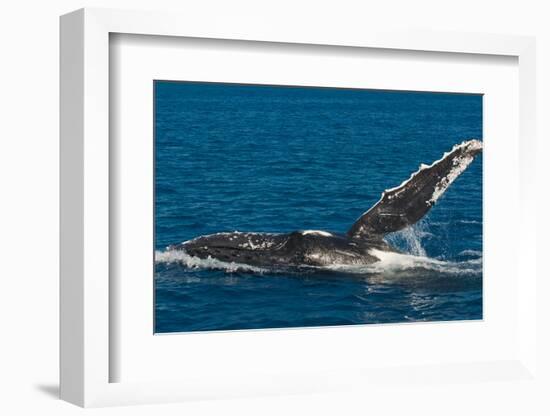 Humpback Whale (Megaptera Novaeangliae) in Harvey Bay, Queensland, Australia, Pacific-Michael Runkel-Framed Photographic Print