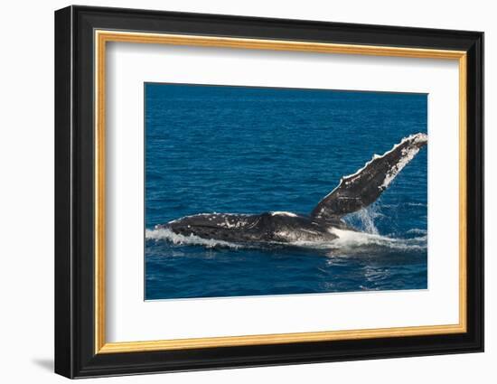 Humpback Whale (Megaptera Novaeangliae) in Harvey Bay, Queensland, Australia, Pacific-Michael Runkel-Framed Photographic Print