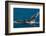 Humpback Whale (Megaptera Novaeangliae) in Harvey Bay, Queensland, Australia, Pacific-Michael Runkel-Framed Photographic Print