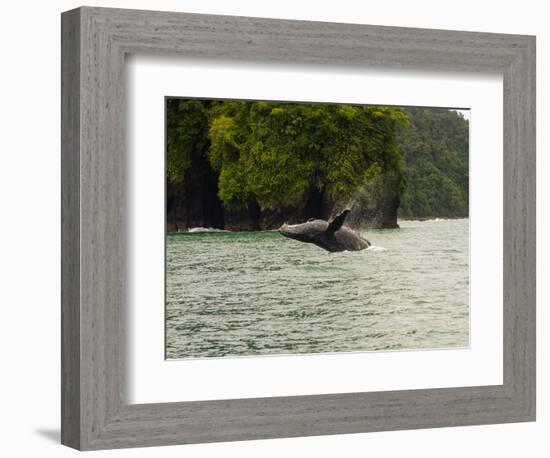 Humpback Whale (Megaptera novaeangliae) in the Pacific Ocean, Nuqui, Colombia-null-Framed Photographic Print