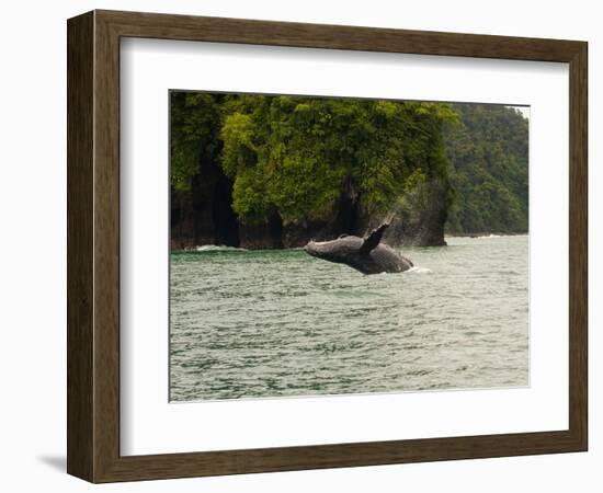 Humpback Whale (Megaptera novaeangliae) in the Pacific Ocean, Nuqui, Colombia-null-Framed Photographic Print