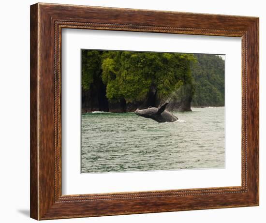 Humpback Whale (Megaptera novaeangliae) in the Pacific Ocean, Nuqui, Colombia-null-Framed Photographic Print