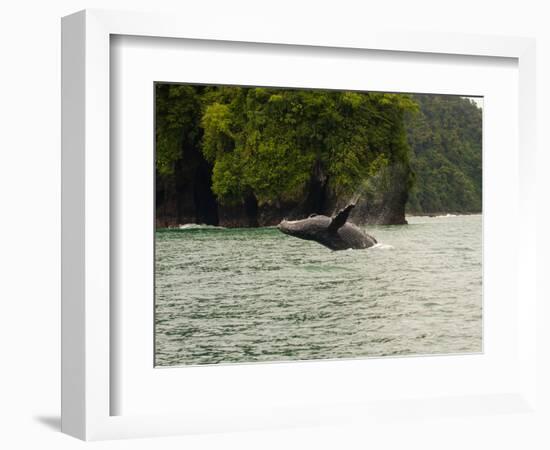 Humpback Whale (Megaptera novaeangliae) in the Pacific Ocean, Nuqui, Colombia-null-Framed Photographic Print