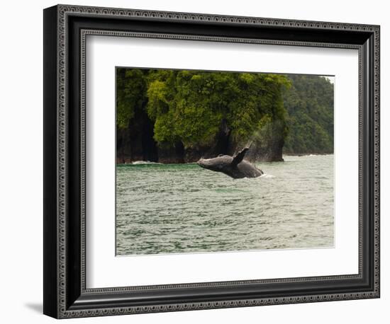 Humpback Whale (Megaptera novaeangliae) in the Pacific Ocean, Nuqui, Colombia-null-Framed Photographic Print