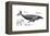 Humpback Whale (Megaptera Novaeangliae), Mammals-Encyclopaedia Britannica-Framed Stretched Canvas