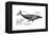 Humpback Whale (Megaptera Novaeangliae), Mammals-Encyclopaedia Britannica-Framed Stretched Canvas