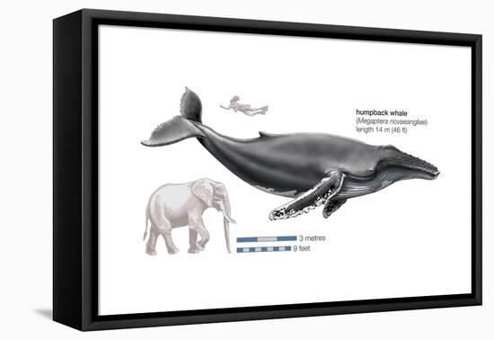 Humpback Whale (Megaptera Novaeangliae), Mammals-Encyclopaedia Britannica-Framed Stretched Canvas