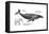 Humpback Whale (Megaptera Novaeangliae), Mammals-Encyclopaedia Britannica-Framed Stretched Canvas