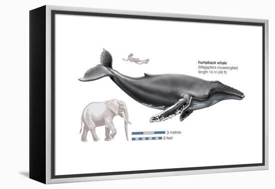 Humpback Whale (Megaptera Novaeangliae), Mammals-Encyclopaedia Britannica-Framed Stretched Canvas