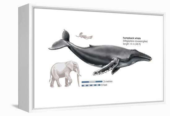 Humpback Whale (Megaptera Novaeangliae), Mammals-Encyclopaedia Britannica-Framed Stretched Canvas