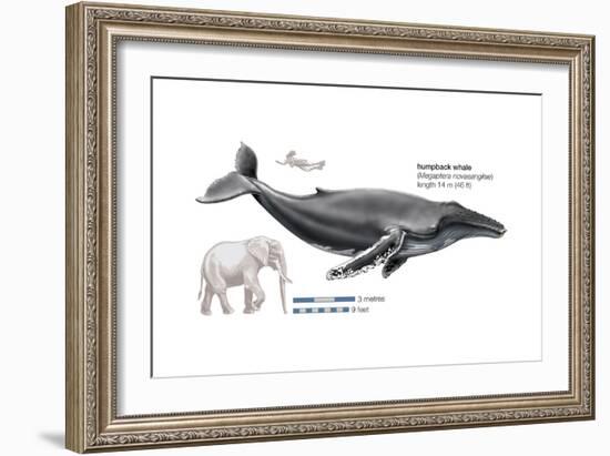 Humpback Whale (Megaptera Novaeangliae), Mammals-Encyclopaedia Britannica-Framed Art Print