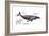 Humpback Whale (Megaptera Novaeangliae), Mammals-Encyclopaedia Britannica-Framed Art Print