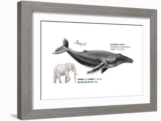 Humpback Whale (Megaptera Novaeangliae), Mammals-Encyclopaedia Britannica-Framed Art Print