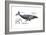 Humpback Whale (Megaptera Novaeangliae), Mammals-Encyclopaedia Britannica-Framed Art Print