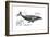 Humpback Whale (Megaptera Novaeangliae), Mammals-Encyclopaedia Britannica-Framed Art Print