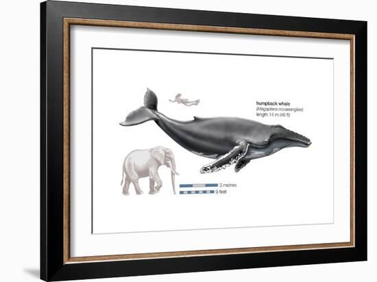 Humpback Whale (Megaptera Novaeangliae), Mammals-Encyclopaedia Britannica-Framed Art Print