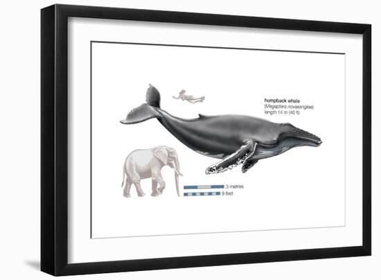 Humpback Whale (Megaptera Novaeangliae), Mammals-Encyclopaedia Britannica-Framed Art Print