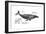 Humpback Whale (Megaptera Novaeangliae), Mammals-Encyclopaedia Britannica-Framed Art Print