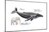 Humpback Whale (Megaptera Novaeangliae), Mammals-Encyclopaedia Britannica-Mounted Art Print