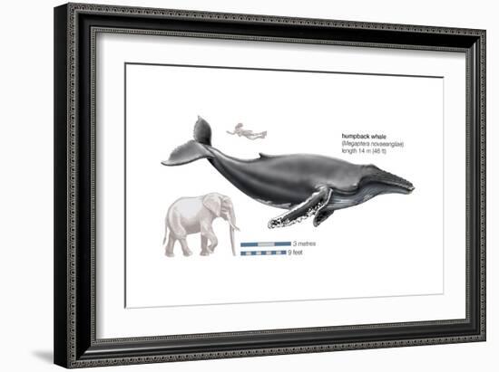 Humpback Whale (Megaptera Novaeangliae), Mammals-Encyclopaedia Britannica-Framed Art Print