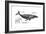 Humpback Whale (Megaptera Novaeangliae), Mammals-Encyclopaedia Britannica-Framed Art Print