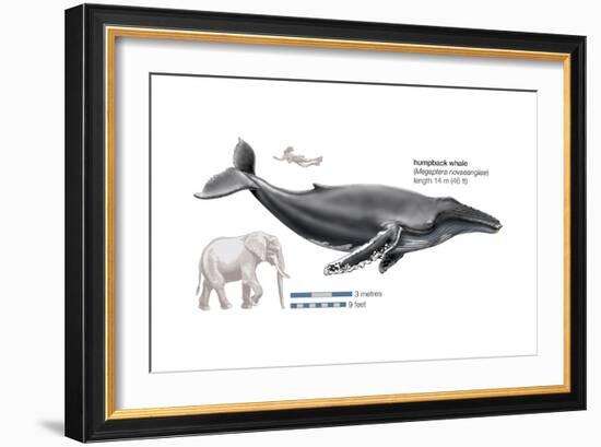 Humpback Whale (Megaptera Novaeangliae), Mammals-Encyclopaedia Britannica-Framed Art Print
