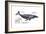 Humpback Whale (Megaptera Novaeangliae), Mammals-Encyclopaedia Britannica-Framed Art Print