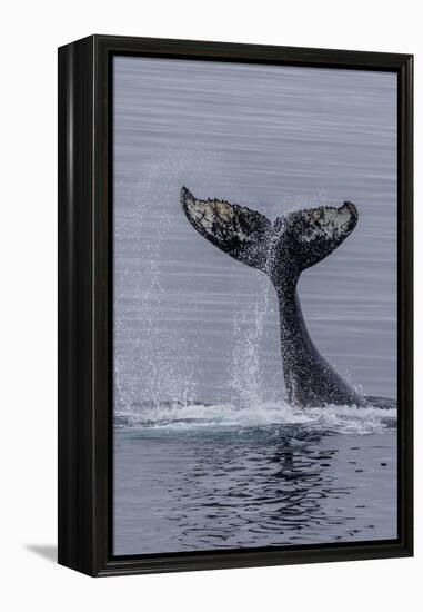 Humpback Whale (Megaptera Novaeangliae) Surface Display, Tail Throw, Useful Island, Antarctica-Michael Nolan-Framed Premier Image Canvas