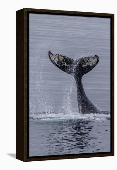 Humpback Whale (Megaptera Novaeangliae) Surface Display, Tail Throw, Useful Island, Antarctica-Michael Nolan-Framed Premier Image Canvas