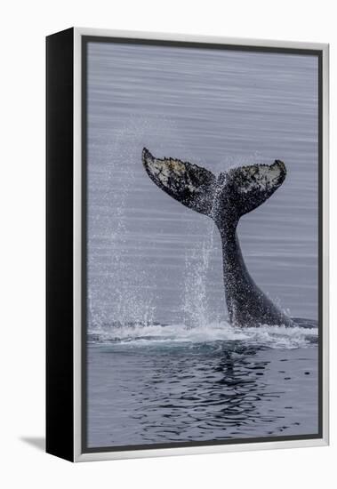 Humpback Whale (Megaptera Novaeangliae) Surface Display, Tail Throw, Useful Island, Antarctica-Michael Nolan-Framed Premier Image Canvas