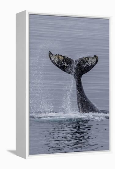 Humpback Whale (Megaptera Novaeangliae) Surface Display, Tail Throw, Useful Island, Antarctica-Michael Nolan-Framed Premier Image Canvas