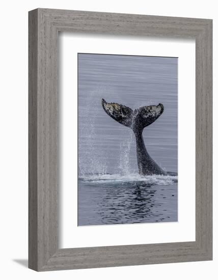 Humpback Whale (Megaptera Novaeangliae) Surface Display, Tail Throw, Useful Island, Antarctica-Michael Nolan-Framed Photographic Print