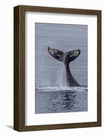 Humpback Whale (Megaptera Novaeangliae) Surface Display, Tail Throw, Useful Island, Antarctica-Michael Nolan-Framed Photographic Print