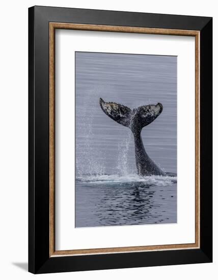 Humpback Whale (Megaptera Novaeangliae) Surface Display, Tail Throw, Useful Island, Antarctica-Michael Nolan-Framed Photographic Print