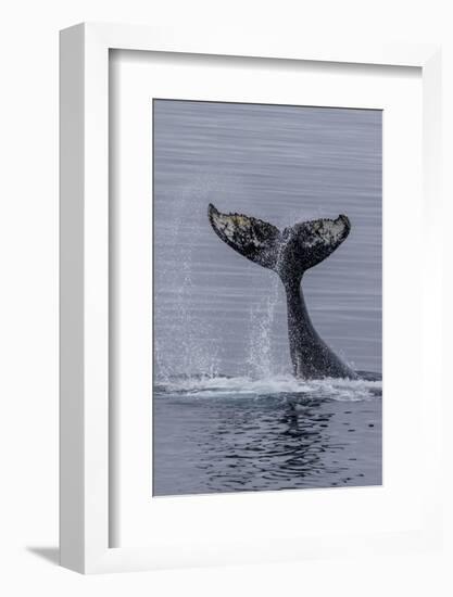 Humpback Whale (Megaptera Novaeangliae) Surface Display, Tail Throw, Useful Island, Antarctica-Michael Nolan-Framed Photographic Print