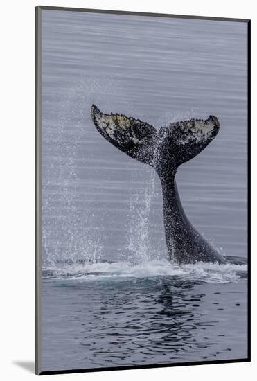 Humpback Whale (Megaptera Novaeangliae) Surface Display, Tail Throw, Useful Island, Antarctica-Michael Nolan-Mounted Photographic Print