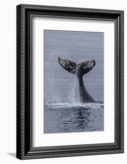Humpback Whale (Megaptera Novaeangliae) Surface Display, Tail Throw, Useful Island, Antarctica-Michael Nolan-Framed Photographic Print