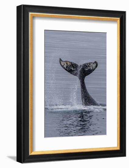 Humpback Whale (Megaptera Novaeangliae) Surface Display, Tail Throw, Useful Island, Antarctica-Michael Nolan-Framed Photographic Print