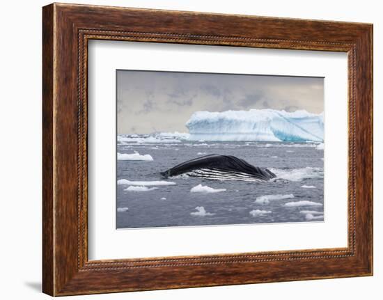 Humpback Whale (Megaptera Novaeangliae) Surfacing Whilst Lunge-Feeding-Brent Stephenson-Framed Photographic Print