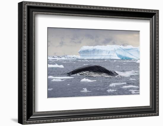 Humpback Whale (Megaptera Novaeangliae) Surfacing Whilst Lunge-Feeding-Brent Stephenson-Framed Photographic Print