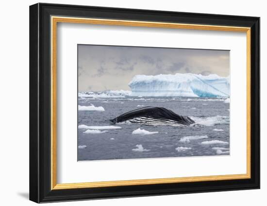 Humpback Whale (Megaptera Novaeangliae) Surfacing Whilst Lunge-Feeding-Brent Stephenson-Framed Photographic Print