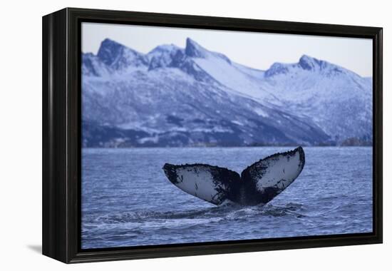 Humpback Whale (Megaptera Novaeangliae) Tail Fluke Above Water before Diving-Widstrand-Framed Premier Image Canvas