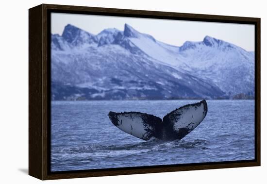 Humpback Whale (Megaptera Novaeangliae) Tail Fluke Above Water before Diving-Widstrand-Framed Premier Image Canvas
