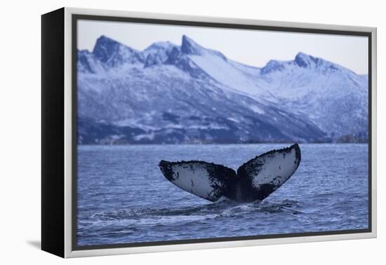 Humpback Whale (Megaptera Novaeangliae) Tail Fluke Above Water before Diving-Widstrand-Framed Premier Image Canvas