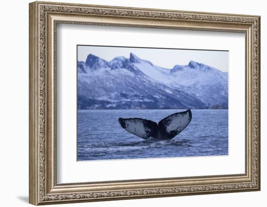 Humpback Whale (Megaptera Novaeangliae) Tail Fluke Above Water before Diving-Widstrand-Framed Photographic Print