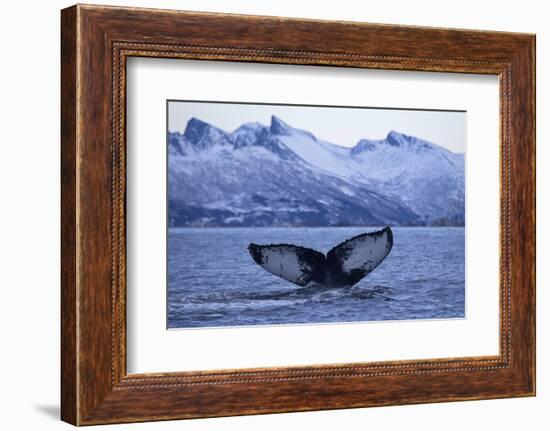 Humpback Whale (Megaptera Novaeangliae) Tail Fluke Above Water before Diving-Widstrand-Framed Photographic Print