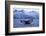 Humpback Whale (Megaptera Novaeangliae) Tail Fluke Above Water before Diving-Widstrand-Framed Photographic Print