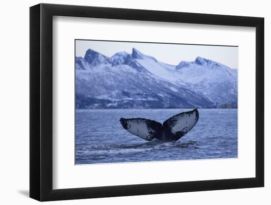 Humpback Whale (Megaptera Novaeangliae) Tail Fluke Above Water before Diving-Widstrand-Framed Photographic Print